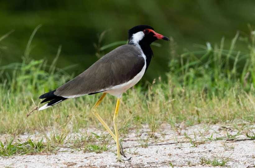 Colombo: Bird watching around Colombo-Guided Tour - 06 hours - Second stop: a shorter look at another wetland habitat