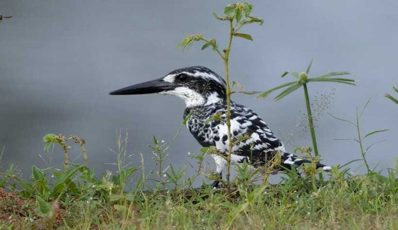 Colombo: Bird watching around Colombo-Guided Tour - 06 hours - Third stop: finishing with small forest patches and open fields
