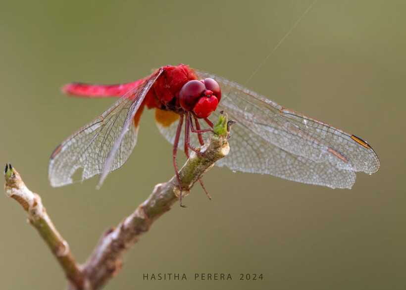 Colombo: Bird watching around Colombo-Guided Tour - 06 hours - What Hasitha adds to the experience
