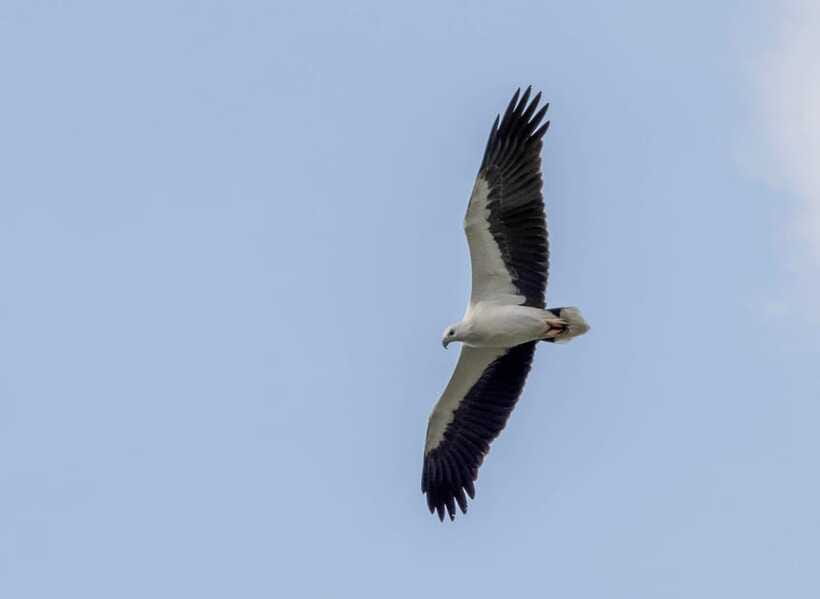 Colombo: Bird watching around Colombo-Guided Tour - 06 hours - What is included, and what you still need to plan