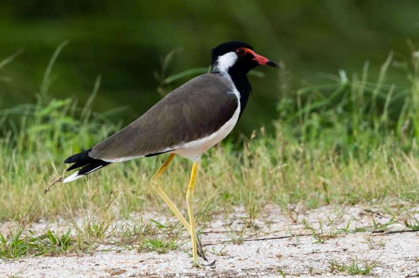 Colombo: Bird watching around Colombo-Guided Tour - 06 hours - The early Colombo pickup