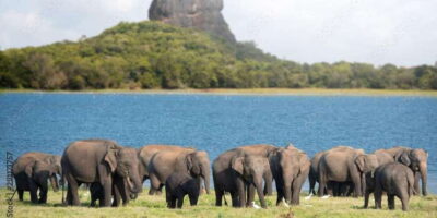 Colombo/Negombo to Sigiriya, Dambulla & Jeep Safari Day Tour
