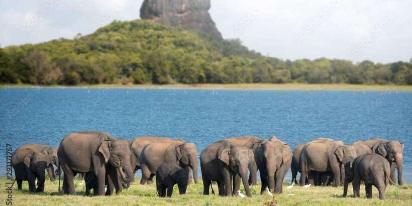 Colombo/Negombo to Sigiriya, Dambulla & Jeep Safari Day Tour - Dambulla’s five caves and painted ceilings