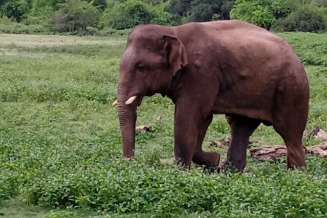 Colombo , Negombo to Trincomalee Transfer and Safari - What the 4x4 safari means in practice