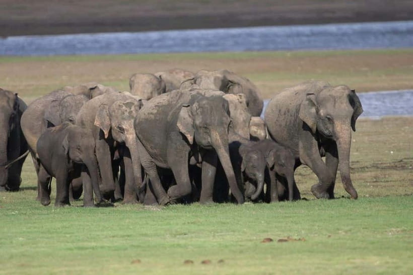 Colombo: Sigiriya, Dambulla Caves, & Wildlife Day Tour - The safari through three national parks