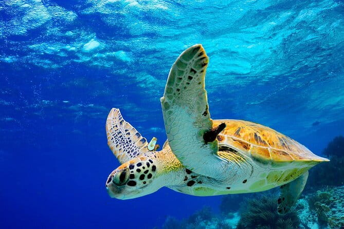 Colombo to Galle All Inclusive Private Day Tour - A South Coast sampler from Colombo