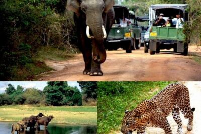 Colombo to Kandy, Ella & Yala 3 Day Tour