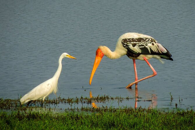 Colombo to Trincomalee Shuttle & Safari Drive - Choosing the national park by animal activity