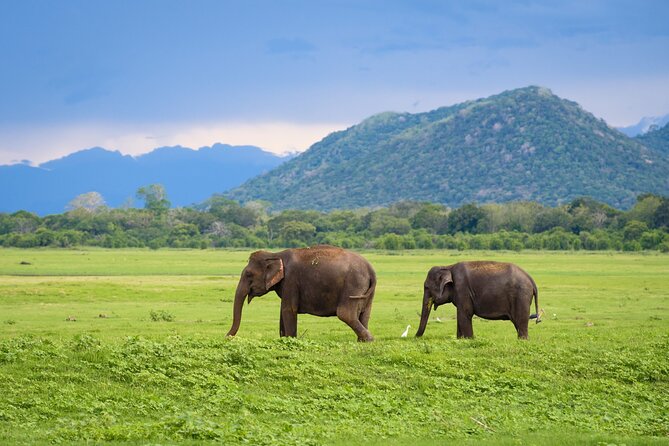 Colombo to Trincomalee Shuttle & Safari Drive - What the tracker adds