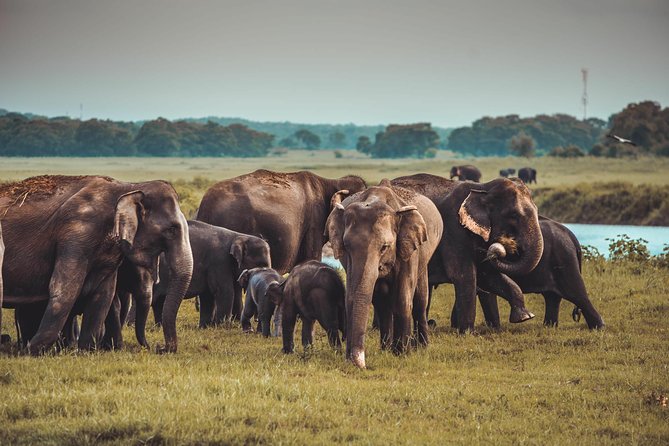 Colombo to Trincomalee Shuttle & Safari Drive - Who will enjoy this experience most