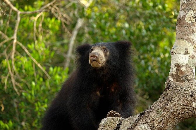 Day Excursion to Yala National Park From Colombo - From Colombo streets to Sri Lanka’s southern coast