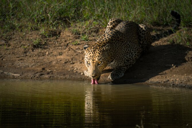 Day Excursion to Yala National Park From Colombo - What the group size means for your day