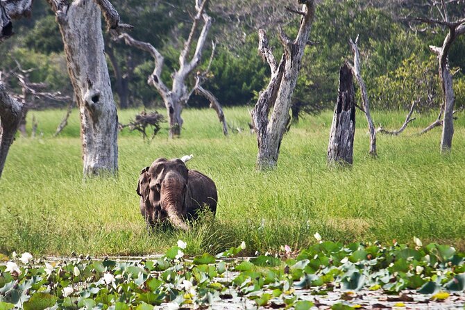 Day Excursion to Yala National Park From Colombo - Is $133.33 a good value?