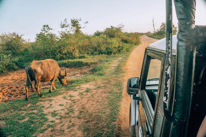 Day Excursion to Yala National Park From Colombo - Who should book this experience?