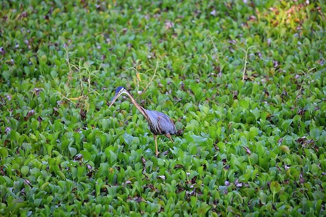 Day Tour to Anawilundawa Wetland Sanctuary - Why Anawilundawa makes a good day from Negombo