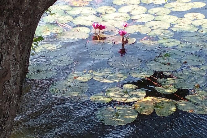 Day Tour to Anawilundawa Wetland Sanctuary - What the temple stops add