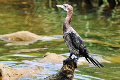 Day Tour to Anawilundawa Wetland Sanctuary
