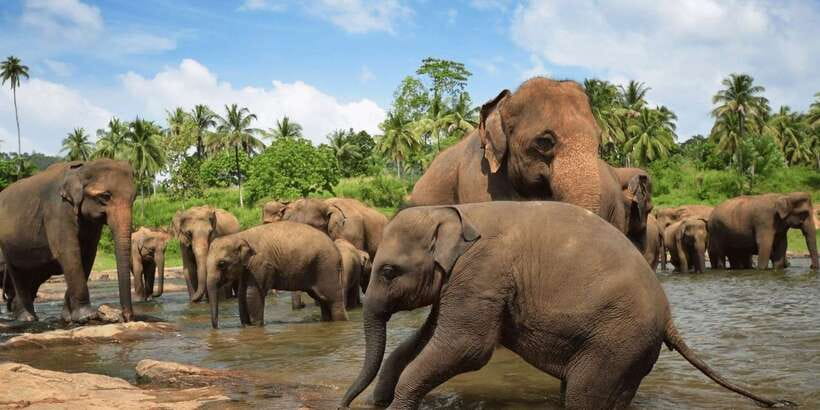 Day Tour to Elephant Orphanage / spice garden - Why the river matters more than the orphanage buildings