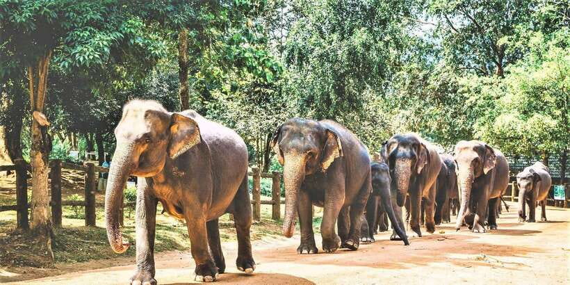 Day Tour to Elephant Orphanage / spice garden - The road to Pinnawala