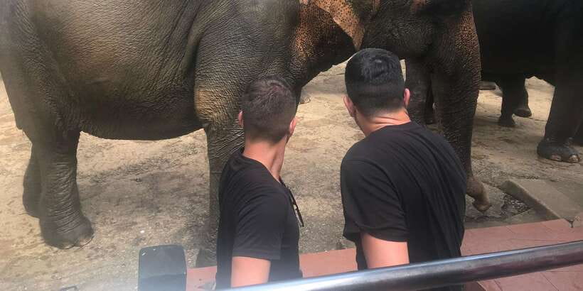 Day Tour to Elephant Orphanage / spice garden - Who should book this half-day trip
