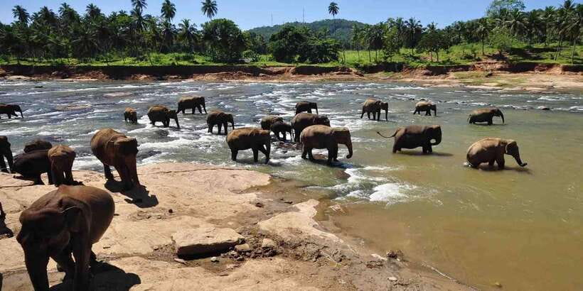 Day Tour to Elephant Orphanage / spice garden - Leaving Colombo before the day gets away