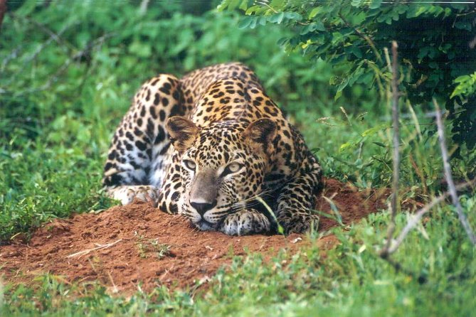 Day Tour to Wilpattu National Park from Colombo - The road back, lunch, and the food question