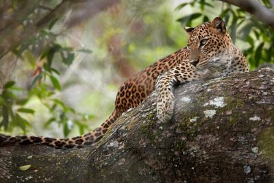Day Tour to Wilpattu National Park from Colombo