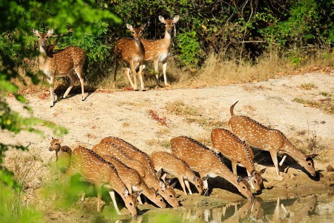 Day Tour to Wilpattu National Park from Colombo - Practical details that make the day easier