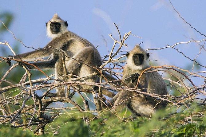 Day Tour to Wilpattu National Park from Colombo - Should you book the Colombo to Wilpattu safari?