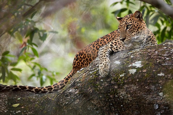 Day Tour to Wilpattu National Park from Colombo - Why Wilpattu is worth the road time
