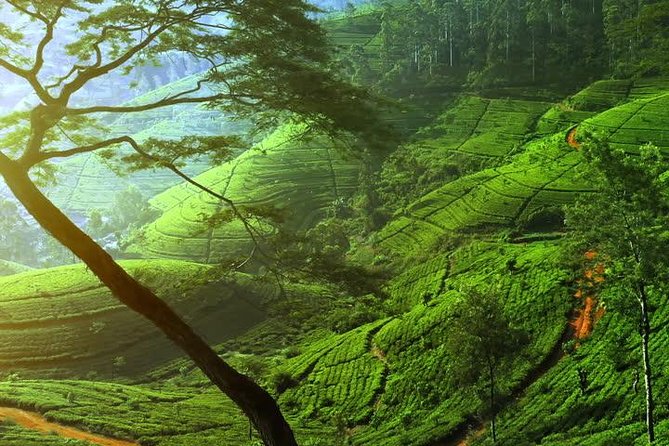 Day Trip to Nuwara Eliya with Kingfisher Tours - The Sorborn Gems & Jewellery stop in Kandy