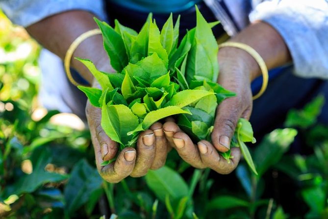 Day Trip to Nuwara Eliya with Kingfisher Tours - What the $160 price really includes