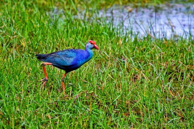 Exclusive: Muthurajawela Bird Watching Tour with Transfers - Why Muthurajawela Marsh makes a good Negombo outing
