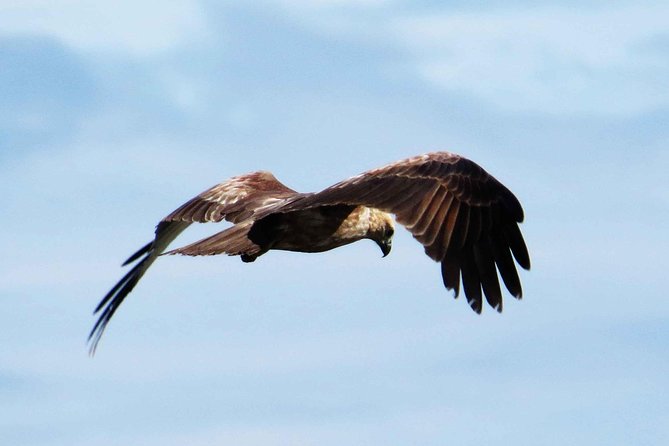 Exclusive: Muthurajawela Bird Watching Tour with Transfers - Cruising the mangroves and lagoon