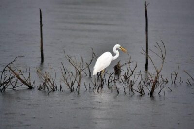 Exclusive: Muthurajawela Bird Watching Tour with Transfers