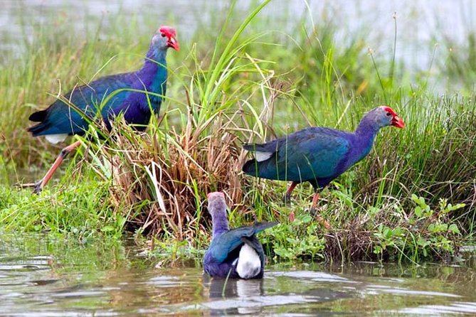 Exclusive: Muthurajawela Bird Watching Tour with Transfers - Wildlife you might see on the water