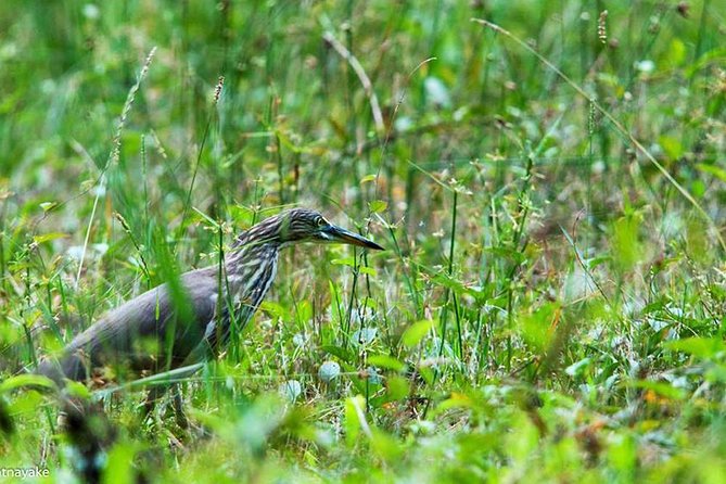 Exclusive: Muthurajawela Bird Watching Tour with Transfers - How the price compares with the experience