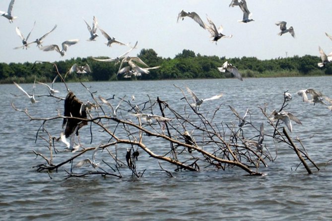 Exclusive: Muthurajawela Bird Watching Tour with Transfers - Timing, comfort, and what to bring