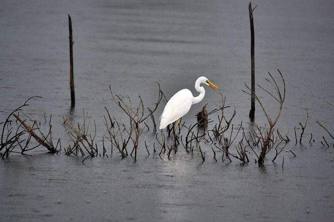 Exclusive: Muthurajawela Bird Watching Tour with Transfers - The tuk-tuk ride from Negombo