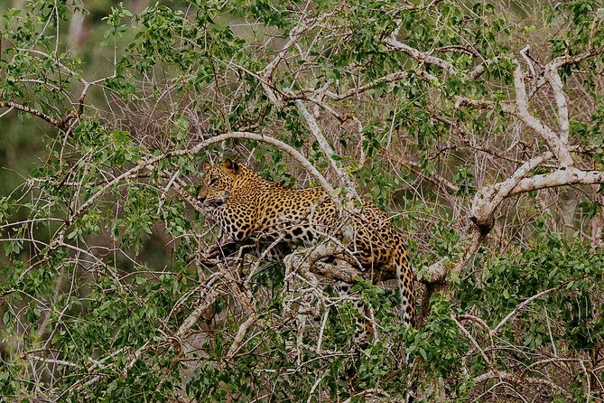 Exclusive : Overnight Leopard Safari with Luxury Glamping - Sleeping in a private Yala tent
