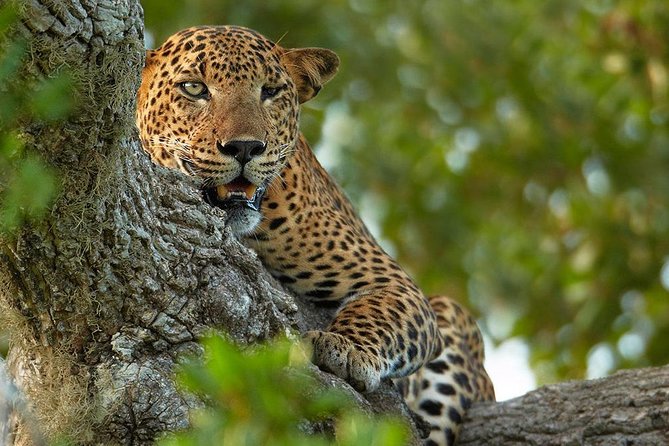 Exclusive : Overnight Leopard Safari with Luxury Glamping - What the $622 price really covers