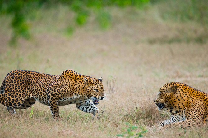 Exclusive : Overnight Leopard Safari with Luxury Glamping - Arriving at Leopard Nest around 1 pm