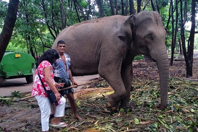 Explore Colombo by Tuk Tuk Morning & evening (Private Tours) - Viharamahadevi Park and Colombo’s civic center