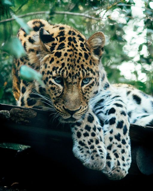 Explore the MAGIC of Sri Lanka in 7days -4 Star hotels Incl. - Day 6: Yala safari, Rawana Falls, and the Ella train