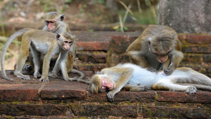 From Colombo: All Inclusive Sigiriya, Dambulla &Village Tour - Practical packing advice for the day