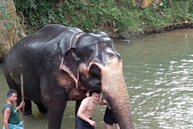From Colombo: Kandy and Pinnawala Full-Day Trip - One hour in the Royal Botanical Gardens