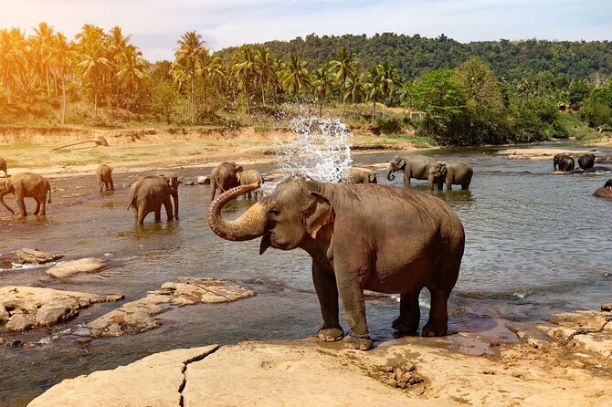 From Colombo: Kandy and Pinnawala Full-Day Trip - The Kandy Lake Club cultural show