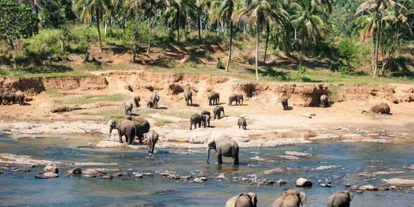 From Colombo: Kandy, Pinnawala and Tea Factory Full-Day Trip - What this $55 day actually gives you
