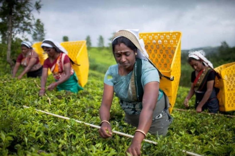 From Colombo: Kandy, Pinnawala and Tea Factory Full-Day Trip - The early road to Pinnawala