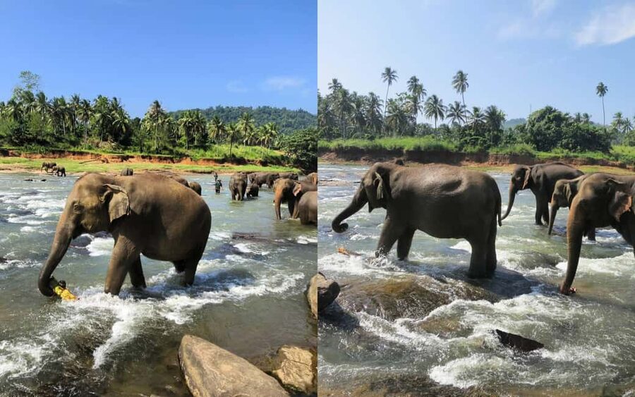 From Colombo: Kandy Temple of Tooth & Elephant Orphanage - Tea, herbs, and the flavor of central Sri Lanka
